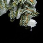 Hoe kun je naalduitval van de kerstboom voorkomen?