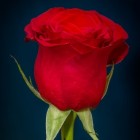 Valentijnsdag en de roos