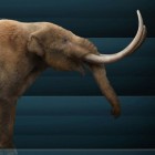Megafauna uit het Pleistoceen: De mastodont