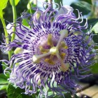 Passiflora, geschiedenis van een geneeskruid