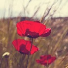 WO I: Poppy Day of Remembrance (Sun)Day