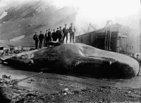 Gevangen potvis op Spitsbergen / Bron: WikiFB2, Wikimedia Commons (Publiek domein)