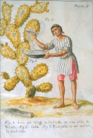 Een indiaan verzamelt cochenilleluizen van de schijfcactus / Bron: Jos Antonio de Alzate y Ramrez (1737 – 1799)., Wikimedia Commons (Publiek domein)