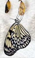 Een vlinder komt uit de pop / Bron: Andr Karwath aka Aka, Wikimedia Commons (CC BY-SA-2.5)