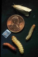 Alle levensstadia van de maïsboorder (<I>Diatraea grandiosella</I>). In klokrichting vanaf de top: volwassen mot, niet-diapauzerende (gevlekt) laatste stadium larve, diapauzerende (zonder vlekken) larve, pop, eieren (gelegd op vetvrij papier), eerste stadium larve (boven de datum op de munt) / Bron: Steven J. Baskauf, Wikimedia Commons (CC BY-SA-3.0)