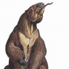 Megafauna uit het Pleistoceen: de reuzenluiaard