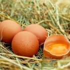 Eieren: Voordelen voor gezondheid van consumptie van ei