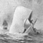 Moby Dick: legende of bestaat de witte walvis echt?
