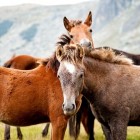 Vrijheidsdressuur met je paard: targetten, kusje, flemen