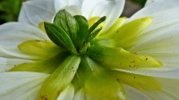 Het kontje van de dahlia.