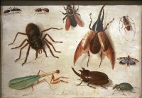 Diverse insecten / Bron: Jan van Kessel the Elder, Wikimedia Commons (CC BY-SA-2.0)