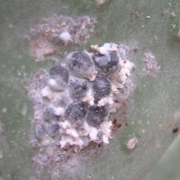 De cochenilleluis op schijfcactus