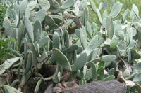 De schijfcactus, <I>Opuntia</I>