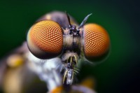 Samengestelde ogen van een roofvlieg / Bron: Opo Terser, Wikimedia Commons (CC BY-2.0)