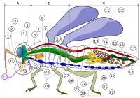 Anatomie van een insect / Bron: Piotr Jaworski, PioM, Wikimedia Commons (CC BY-SA-3.0)